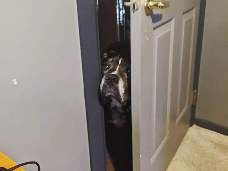 Dog peeking through door