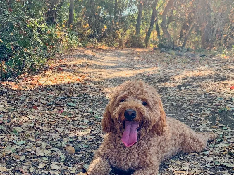 Dog at Ladera park