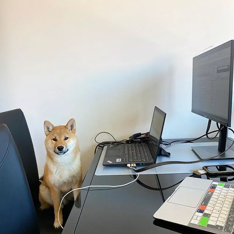 Dog working at a work station