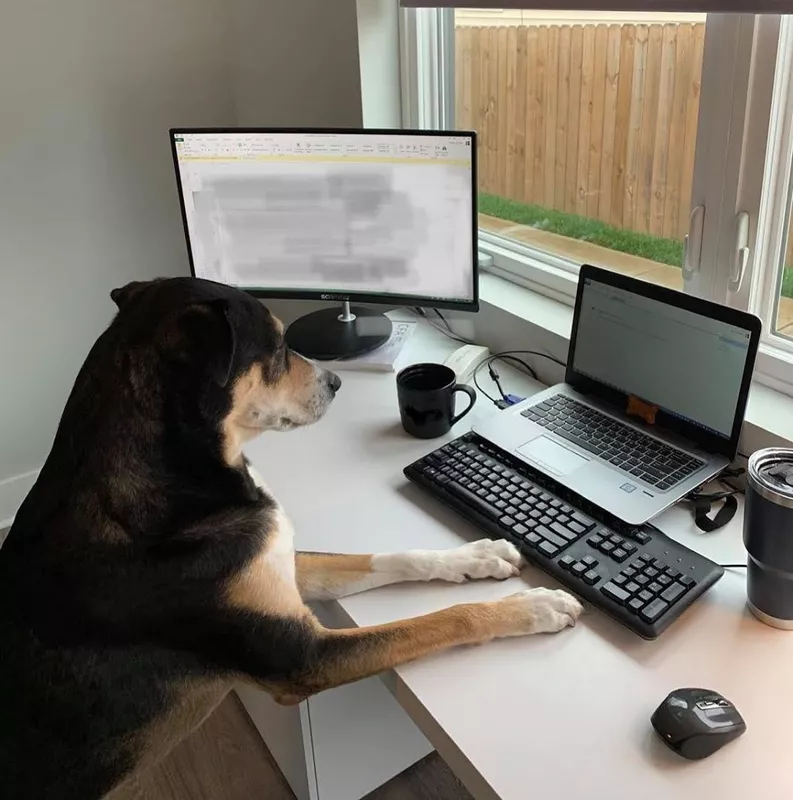 Dog working on a computer at home