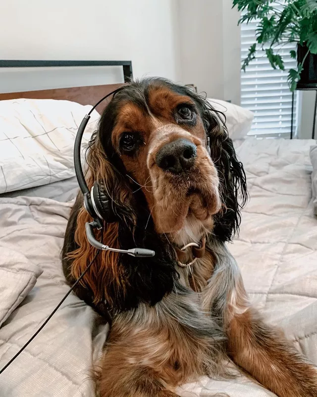 Springer spaniel dog with headset