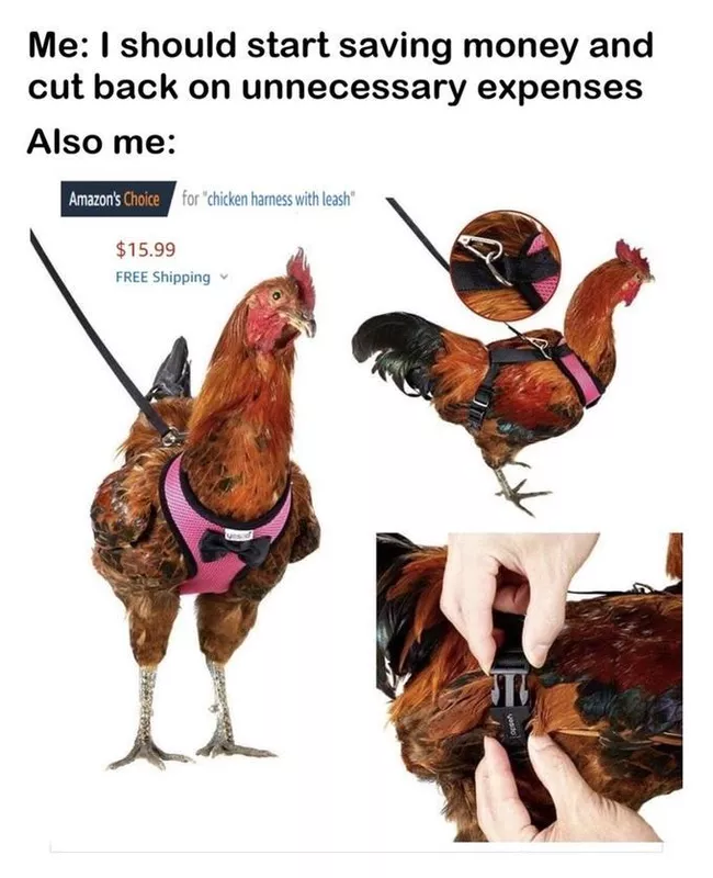 chicken harness