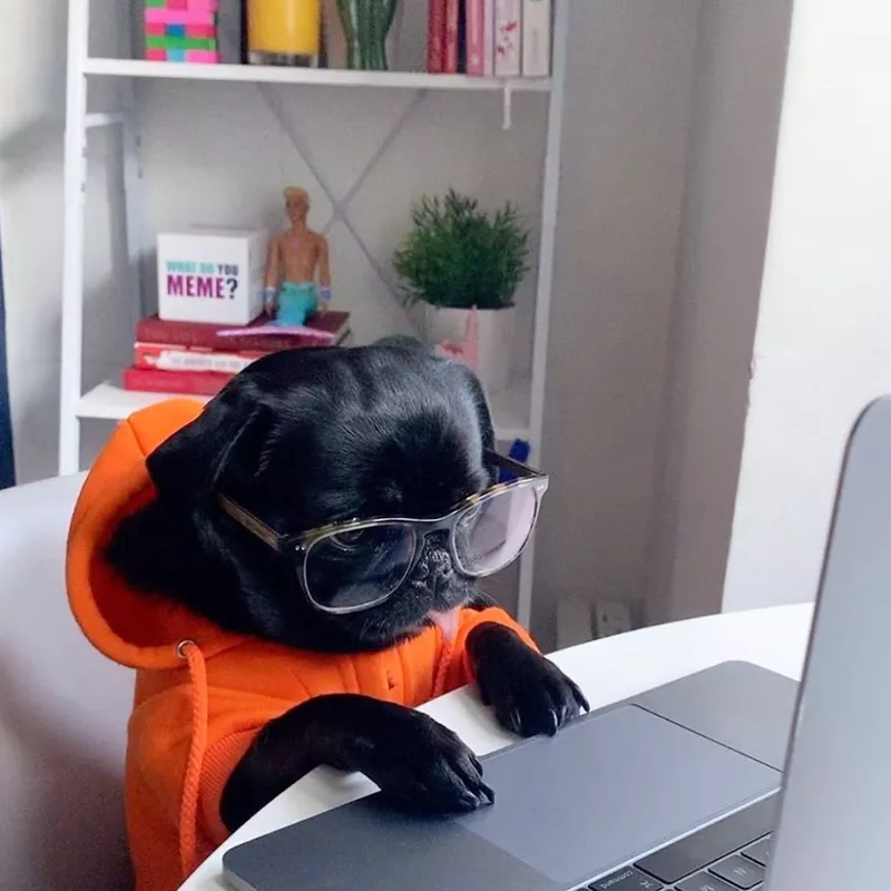 Pug at work