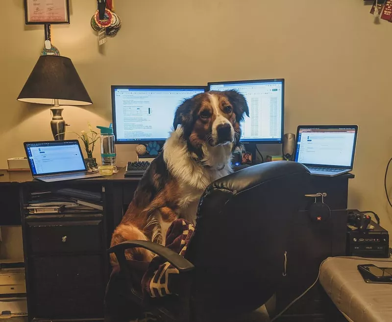 Working dog