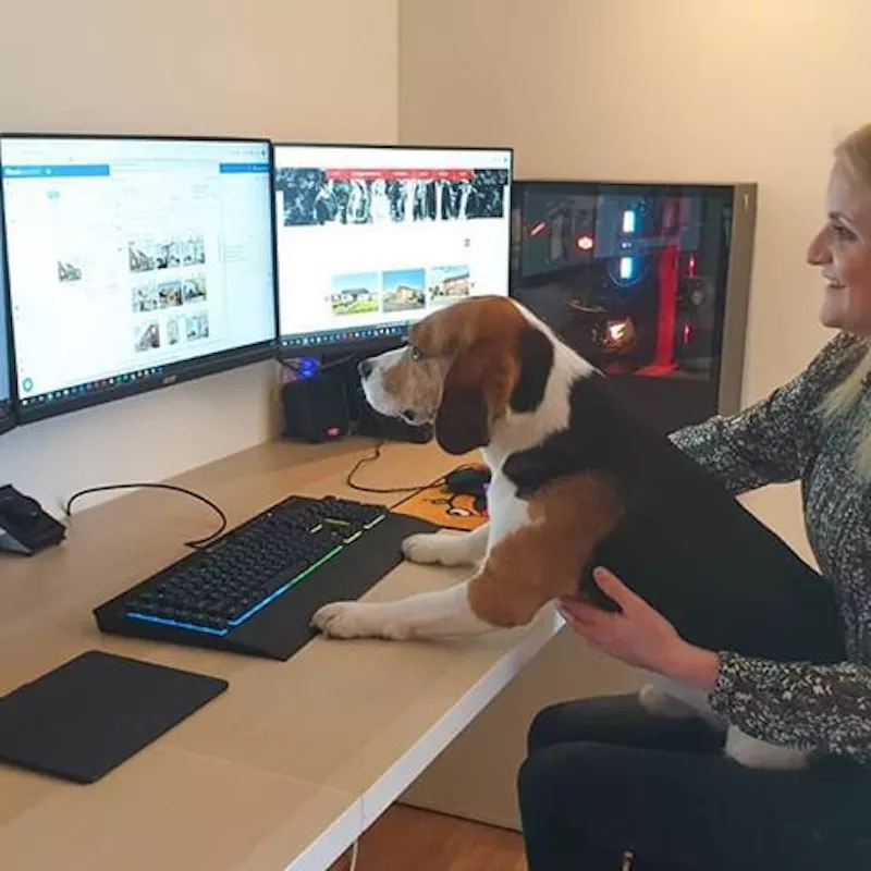 Dog learning computers