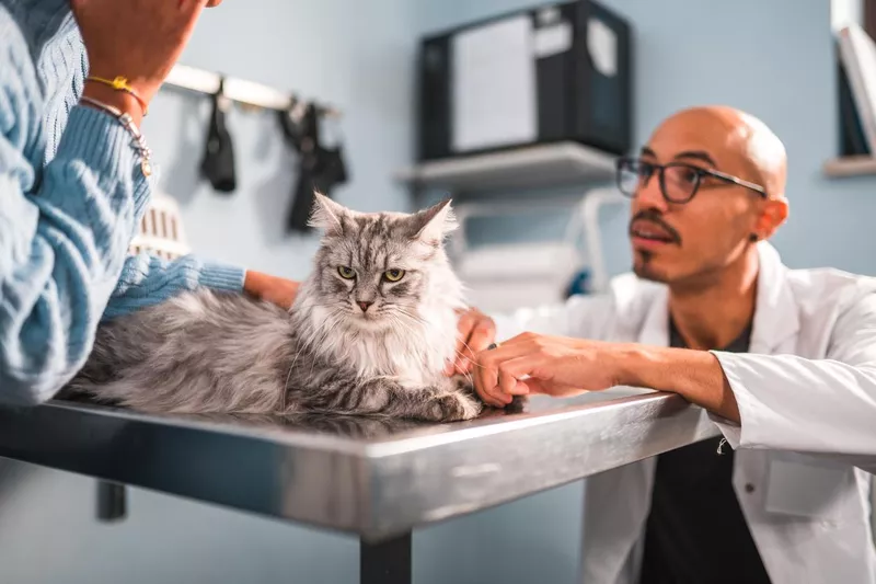 Cat getting an exam