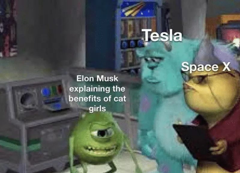 elon musk cat girls